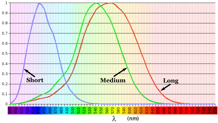 Line chart showing the degree of stimulation of each of the 3 types of cone cells by different wavelengths of light. The X axis is wavelengths from 390 nanometers to 750 nanometers. The Y axis is 0 to 1. The lines show three bell-shaped curves, peaking at wavelengths 420, 534, and 564.